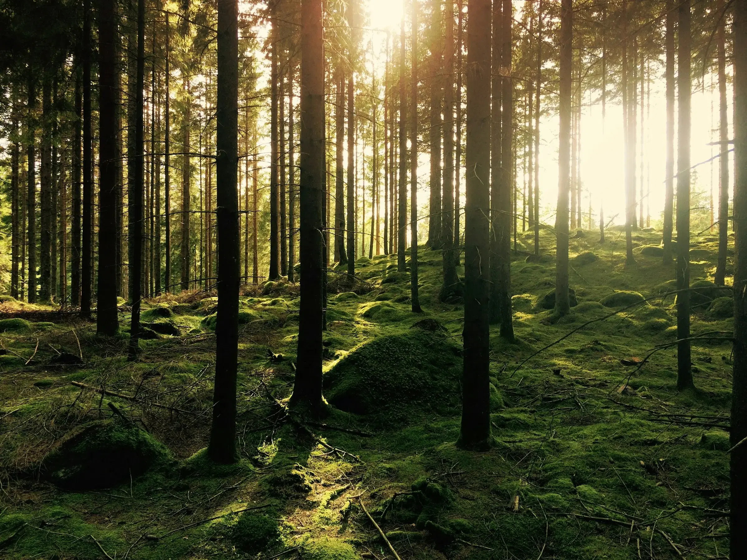 Why We Built Emitree: B2B Sales in the $41 Billion Green Tech Market